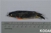 藏品(紅胸啄花鳥)的圖片